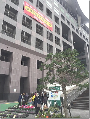 hoasu5.jpg